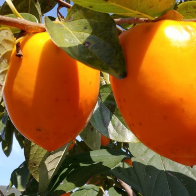 키움원예조경 감나무 (대봉) 접목묘목 2년생 1주, 대봉, 1개