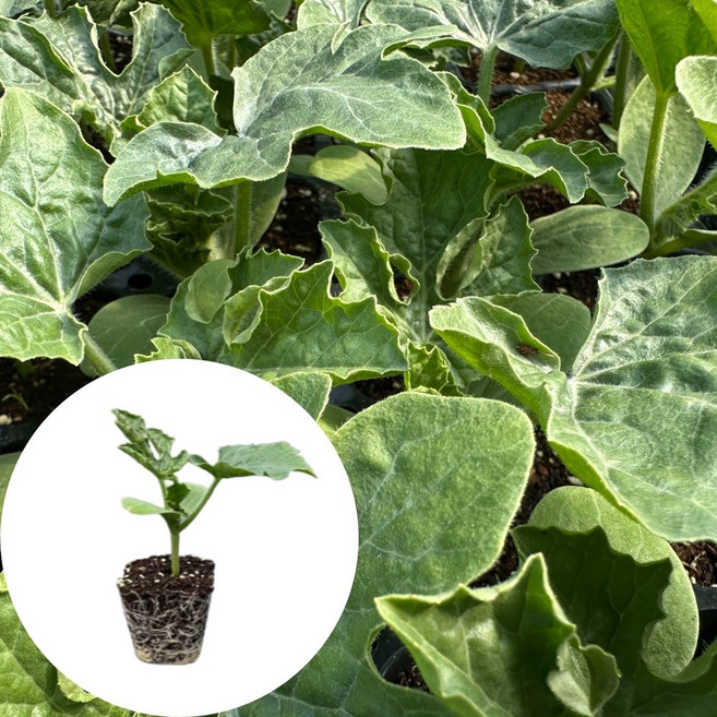 새마을총각 수박모종 꿀수박, 2개