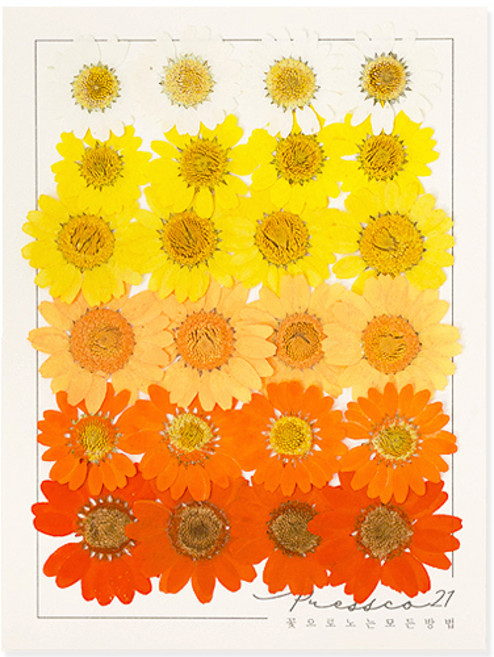 프레스코21 압화 꽃송이 누름꽃 조화 만들기 압화재료 공예 혼합꽃팩 마가렛, 마가렛(가을웜톤)