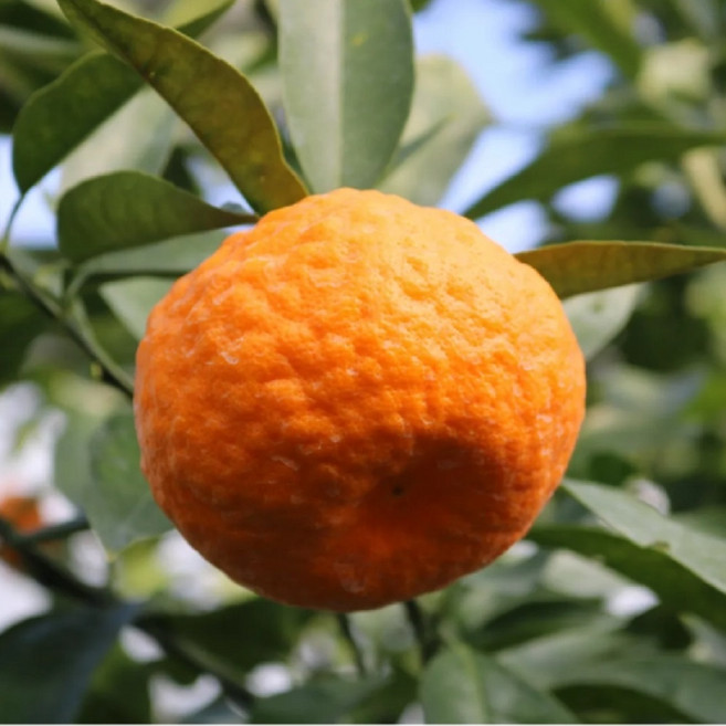 청농수 고당도 감귤 선물용 달콤한 겨울 귤 윈터프린스, 1박스, 3kg(대과 9~15과)