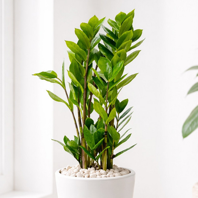 앙플랜트 금전수 돈나무 실내 공기정화식물 중품 40cm, 혼합색상, 1개