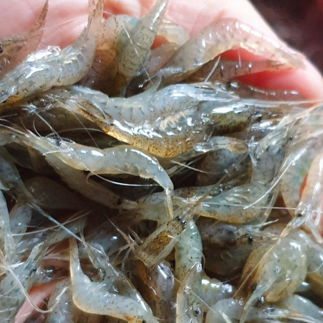 응답하라삼천포수산 자연산 민물새우 1kg 김장용새우 토하새우, 1개