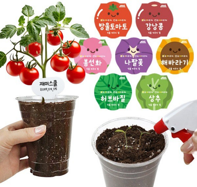 (재미스쿨) 흙 위에 물 주는 식물키우기 컵 1인용 화분 (옵션), 방울토마토