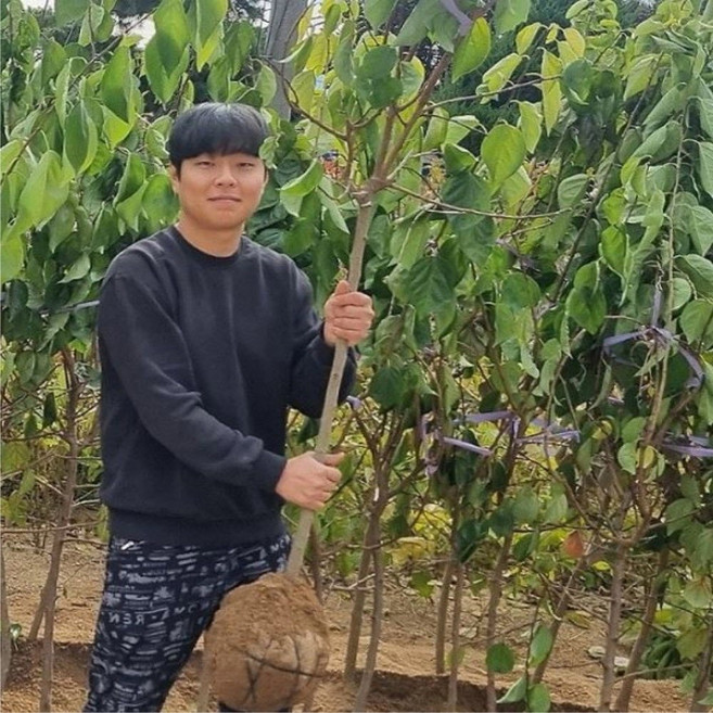 꾸지뽕나무 결실주분묘 묘목 R2.5-3 구찌뽕 꾸찌뽕 나무 묘목, 꾸지뽕 분묘 묘목 대과종상묘 R2.5-3