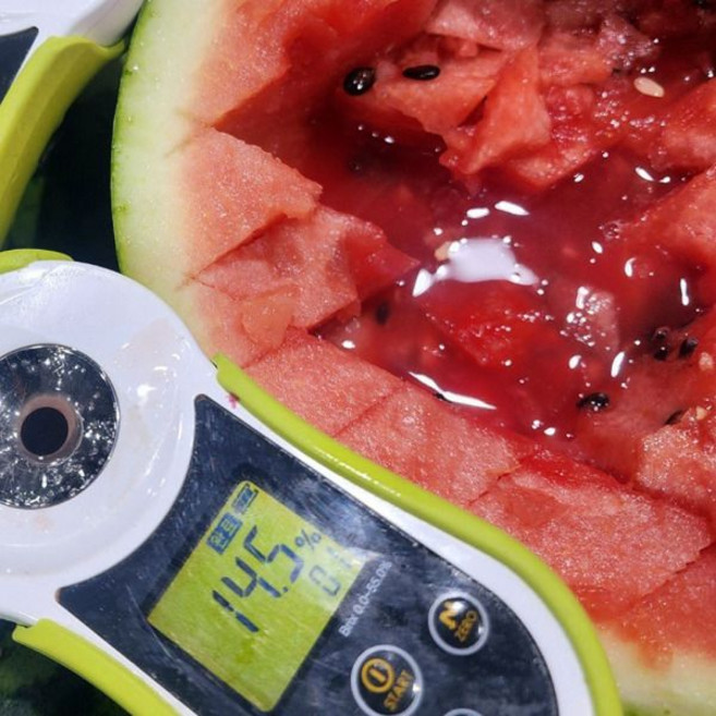 13브릭스 참박 수박 4kg 음성수박 함안수박 우곡수박 고당도 한통 고령수박 6월수박 꿀수박 여름수박