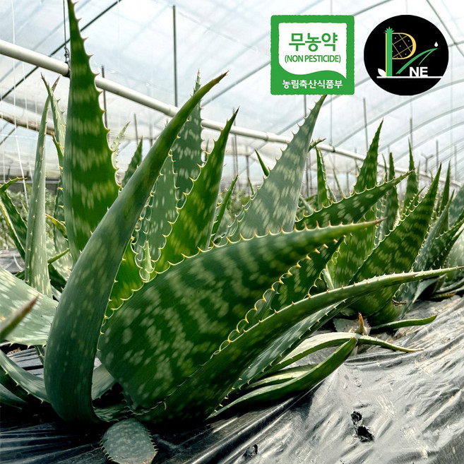 껍질째 먹는 무농약 식용 생알로에 사포나리아 거제피네농장, 1박스, 1kg