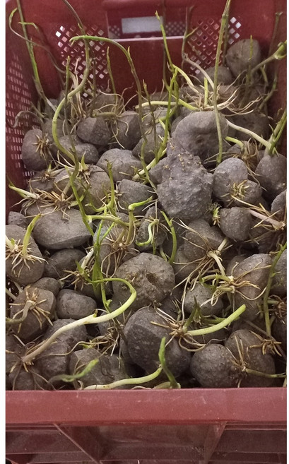 미소농원 6시 내고향 출연 열매마 하늘마 종자 1kg, 1개