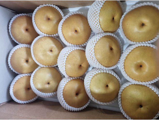과일참맛 신고배 배 가정용 선물용, 가정용 배 15kg (26~30과), 1박스, 15kg