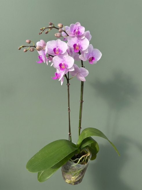 호접란 연핑크 쌍대 거실화분 꽃 플랜테리어 호접난 실내 대성식물, 1개