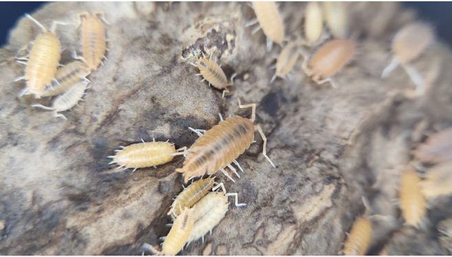 [70종] 등각류 분해생물 쥐며느리 톡토기 비바리움 교육용, 1세트, 굴뚝양쥐 믹스 10마리