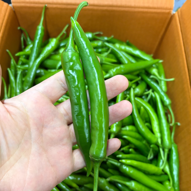 은혜상회 국내산 땡초 청양고추 대량 도매 식자재, 1개, 5kg