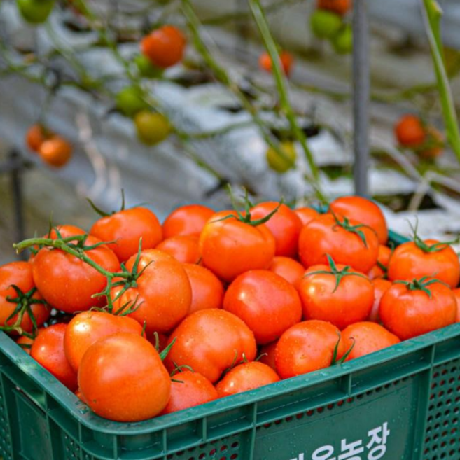 [최상품] 따자마자 바로! 완숙찰토마토 유럽종 농장직송! 초신선!, 1개, 정품중과2.5kg