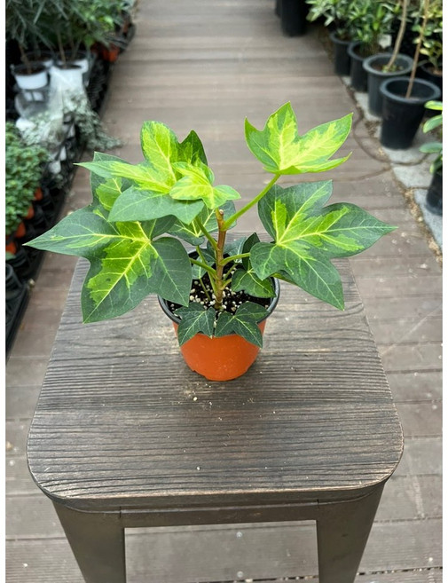 펫츠헤데라 아네미키 무늬아이비 무늬종 식집사 공기정화식물 반려식물 올플랜츠, 1개, .