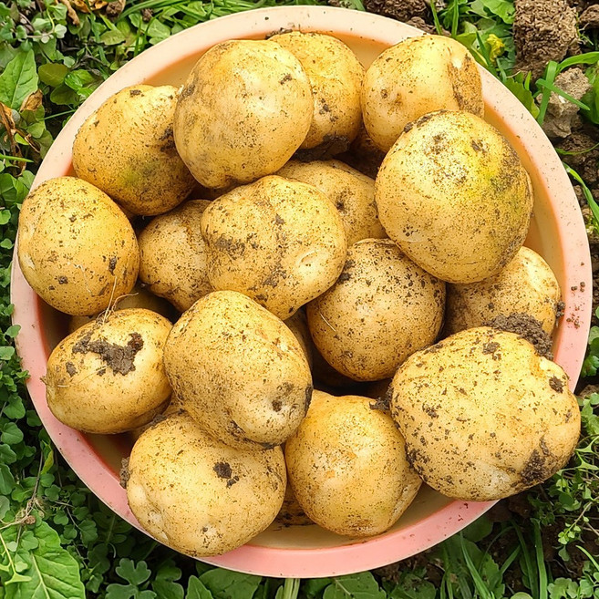 포슬포슬 25년 지금수확한 햇 수미감자 중 대 특사이즈 햇 감자, 1박스, 수미 햇감자 (특) 10kg