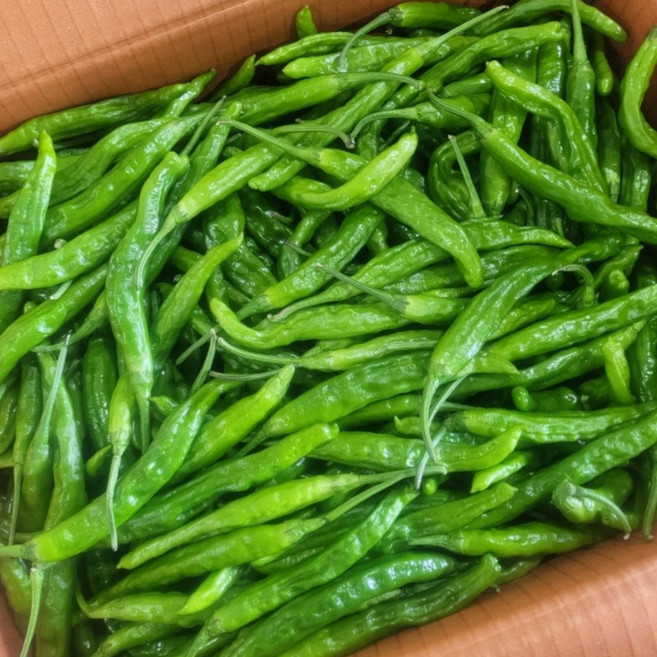 꽈리고추 신선한 생고추 볶음용 반찬용 안매운 고추 요리용 채소, 1박스, 4kg