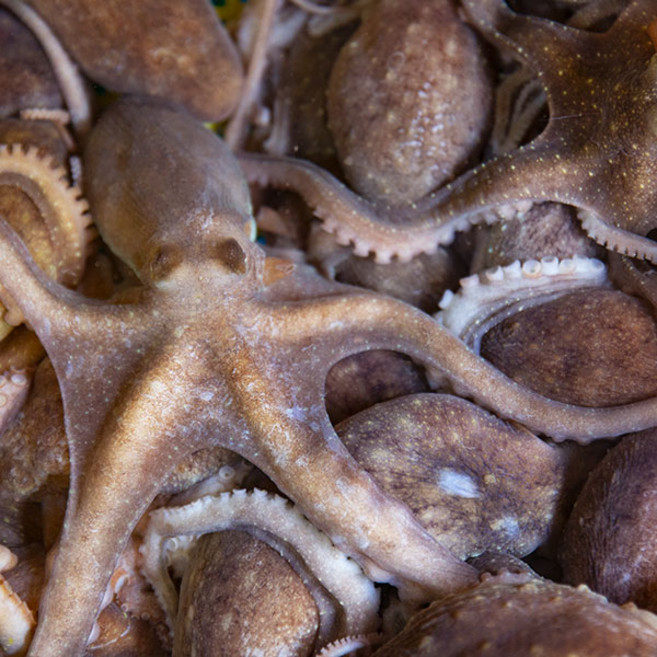 고흥 산낙지 활낙지(대사이즈) 5미