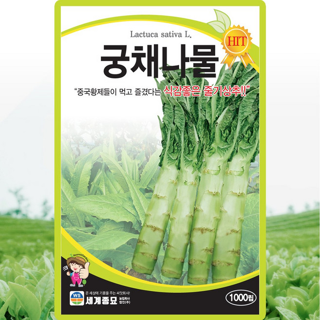 세계종묘 궁채나물 1000립 종자 씨앗 줄기상추 중국상추 산해파리, 1개
