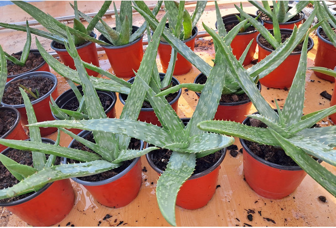 사포나리아 알로에 화분 (식용), 4500, 1개