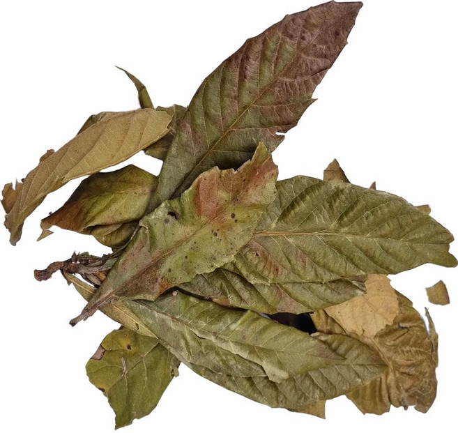 엄선한 비파잎(6kg)-국내, 6kg, 1개