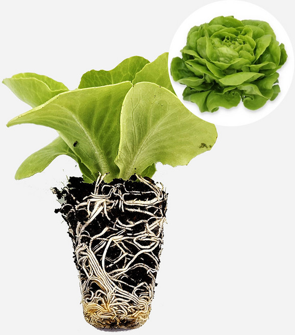 마이플랜트 버터헤드 알리사 유럽 상추 모종, 2개