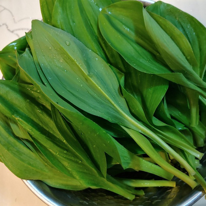 강원도 유기농 명이나물 울릉도종 제철 봄 나물 산마늘 잎명이, 1세트, 유기농 잎명이나물 500g