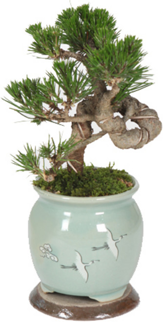 선물용 난 분재 승진 취임 영전 동양란 서양란 꽃배달 소나무분재 개업화분 축하화분 공기정화식물 생일선물, 청자운학-해송분재, 1개