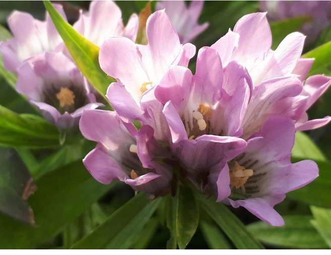 칼잎용담분홍 모종 노지월동 다년생 야생화 평창 약용식물 번식용 포트묘 핑크용담, 3개