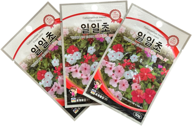 일일초 50립 세계 26년 3봉세트