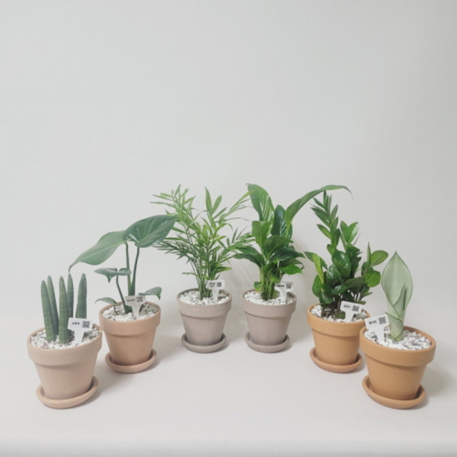 꽃피우는청년 이태리토분 (받침포함) 키우기 쉬운 실내공기정화식물 호야 몬스테라 아이비 몬스테라 금전수 천냥금 율마 아레카야자 베고니아 마오이선셋 아시아툰드라, 살구, 행운목, 1개