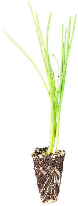 [오감] 조선파 대파 모종 묘종, 10개