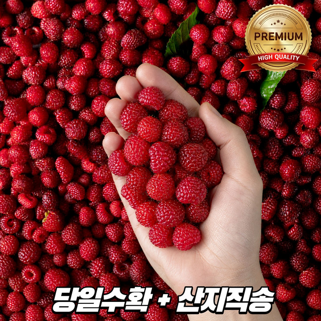 [재구매율1위] 프리미엄 산딸기 생과 특품 산지직송, 1개, 500g