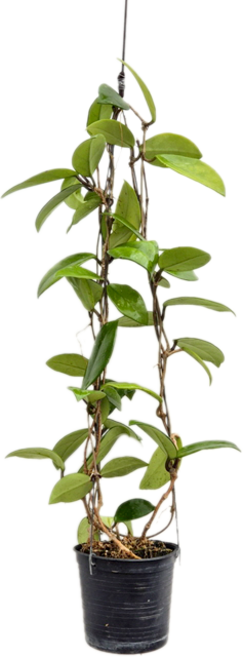 피움뜰 호야 카노사 레드 빨강꽃 대품 꽃피는 희귀 행잉플랜트 수입호야, 1개