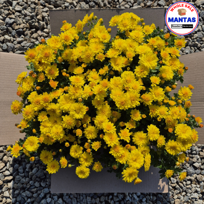 월동국화 노랑 15개세트 금방울 소국 노랑월동국화세트, 1개