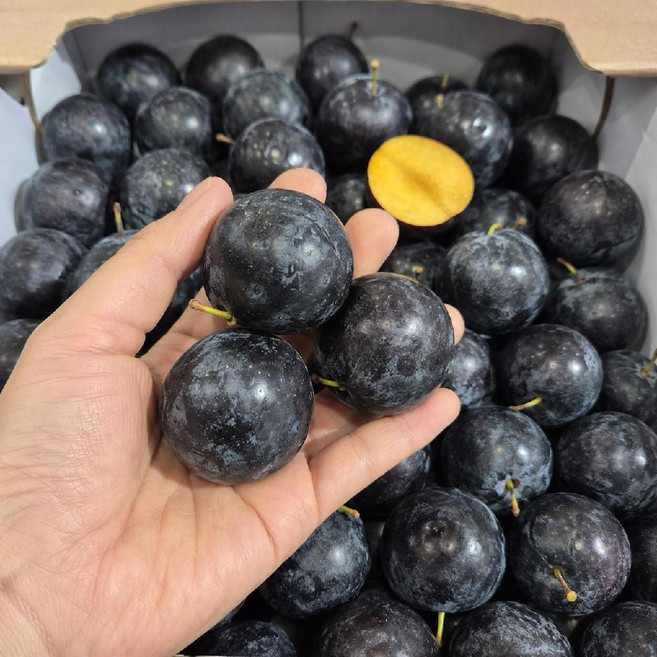 8월 하이엔드 골든블랙문 플럼 제니오숲, 1개, 500g(맛보기용)