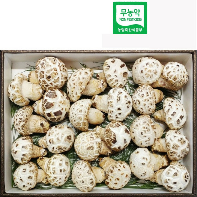 친환경 생 송이향버섯 백화고 650g(고급형) 선물세트 /bh 신품종 표고버섯 무농약농산물, 1개