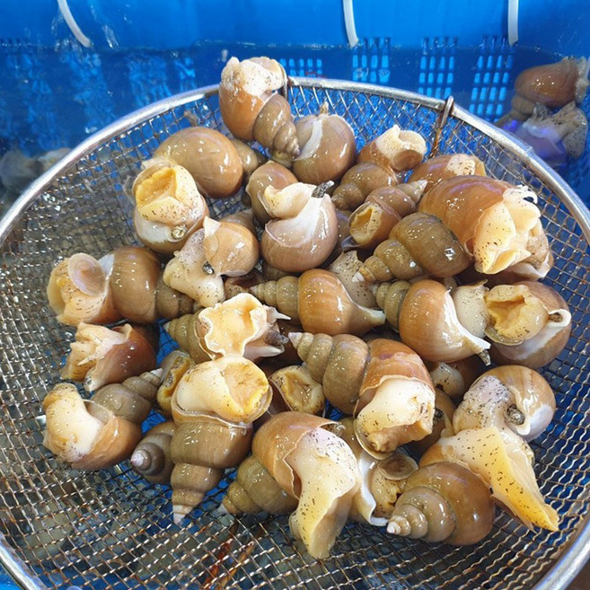 동해안 묵호항 당일조업 자연산 활 백골뱅이 백고동 소중 중대 특대 1kg, 특대 1kg 내외 (15미~25미내외), 1개