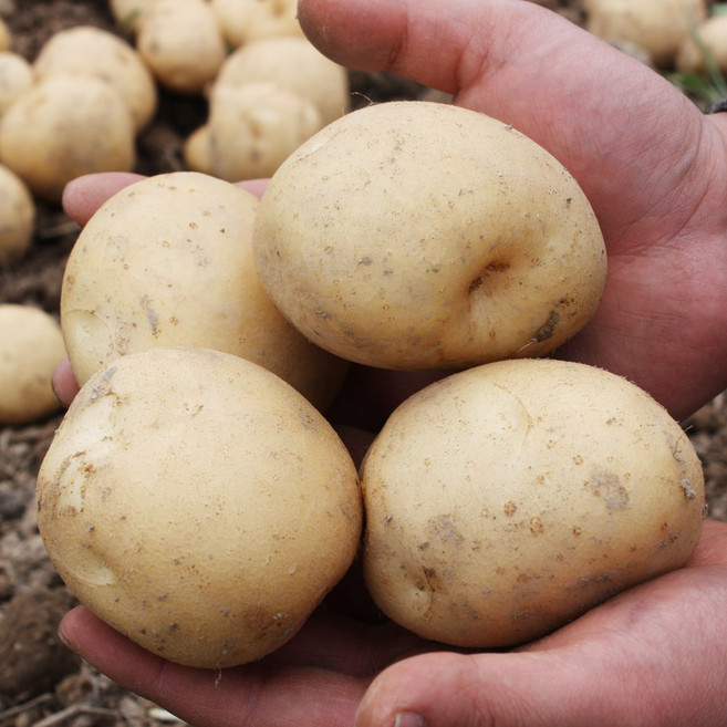 포슬포슬 햇 수미 감자 5kg 10kg 20kg, 수미감자 10kg (특), 1개