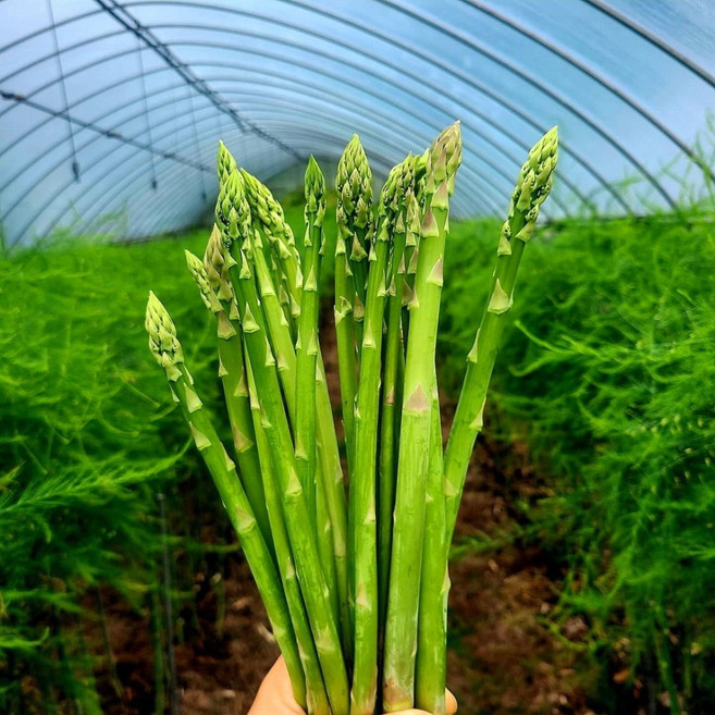 GAP인증 강원도 양구 아스파라거스 당일수확 생산자 직접발송, 1개, 500g, (대중소)