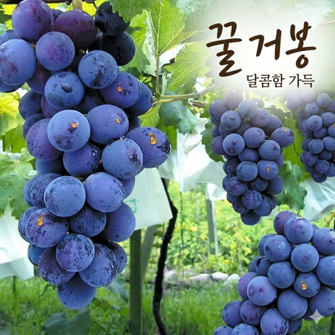 새벽작업 알탱탱맛탱탱 말해머해 거봉포도, 1박스, 1kg