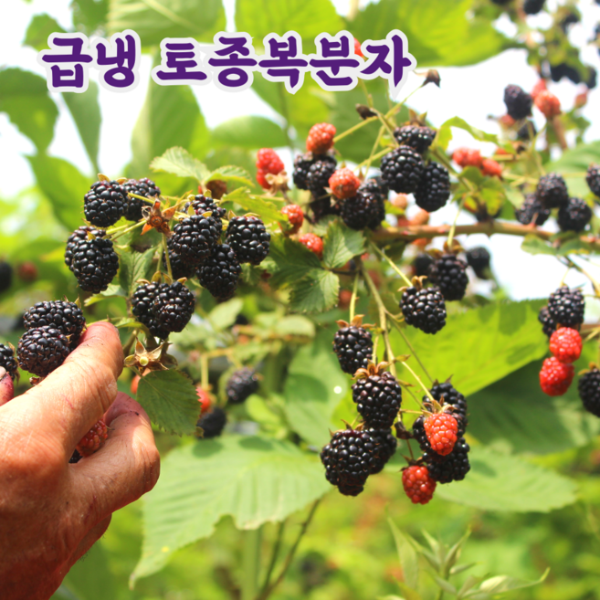 국내산 냉동 토종 복분자, 1개, 1kg(특품)