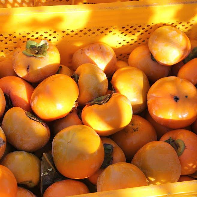 [산지직송]직접 재배한 경남 꿀단감, 1개, 가정용 단감 5Kg