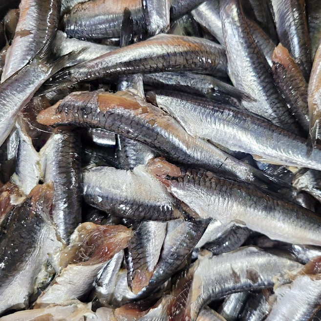 기장 멸치회 생멸치 순살 앤초비 횟감 조림용 찌개용 500g 1kg, 조림용 멸치(찌개용) 500g, 1개