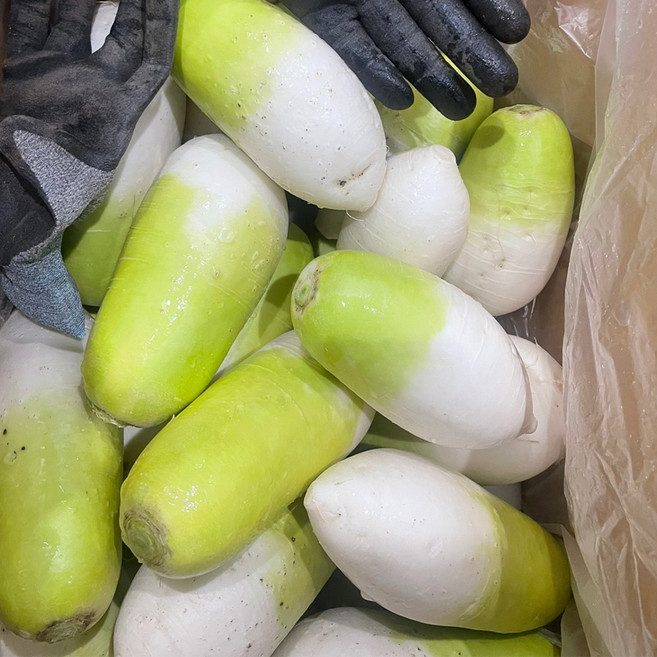 제주 월동무 세척무 10kg 겨울 김장무, 1개