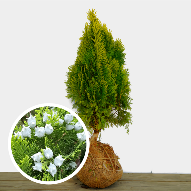 황금측백 40~60cm 분묘 3년생 상록수 침엽수 울타리 조경나무 향나무 산소에 심는나무, 1개