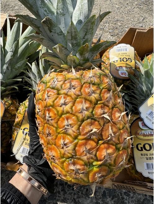 하이쉘 돌 (Dole) 스위티오 골드 파인애플, 1개, 1수 (1.2kg-1.4kg 내외)