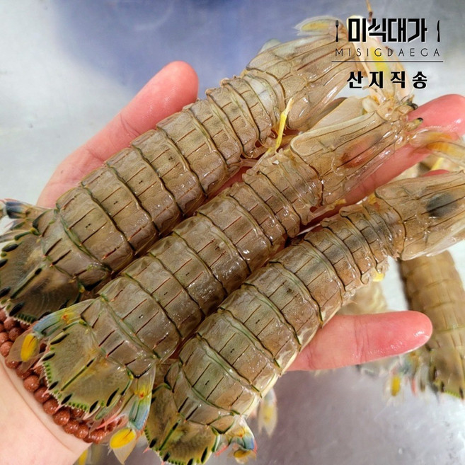 당일조업 생물 활 갯가재, 1개, 1kg