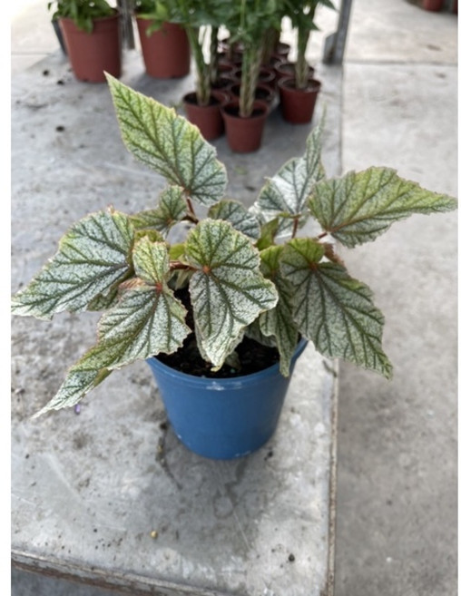 霏霏園藝 海棠5吋盆栽 花色鮮豔易於照料 點綴您的居家空間, 1個