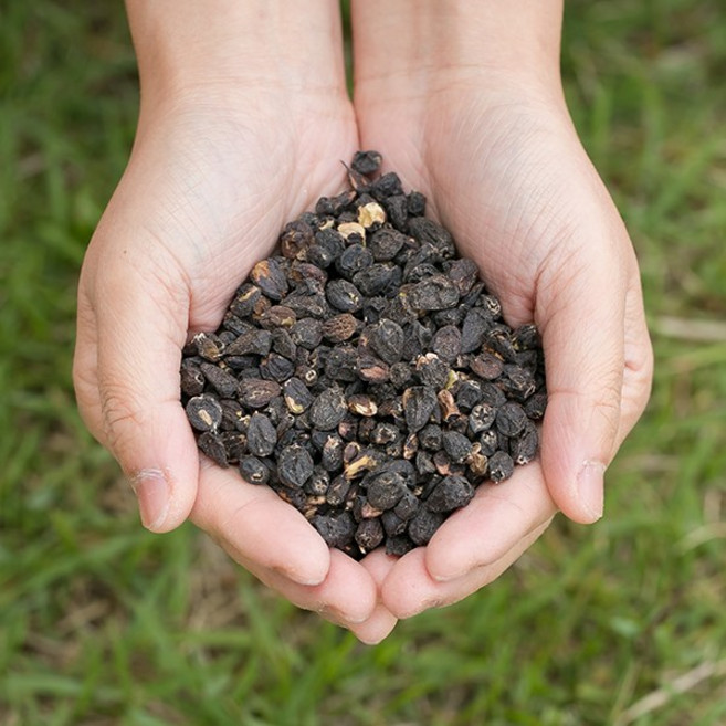 국산 오가피열매 200gX2 오갈피차 오갈피 건조 말린 건 한방 차 약초, 2개, 400g