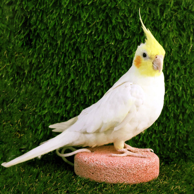 앵무새장난감 동글이 미네랄 블럭 앵무새 새장 새 놀이터 코뉴어 퀘이커 왕관 모란, 1개