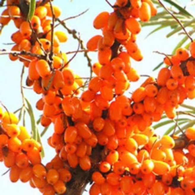 허브플로라 씨벅턴 오일, 100ml, 1개 - 쿠팡